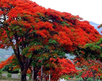 Royal Poinciana Tree (Delonix regia) Packet of 3 Seeds - Palm Beach Seed Company 