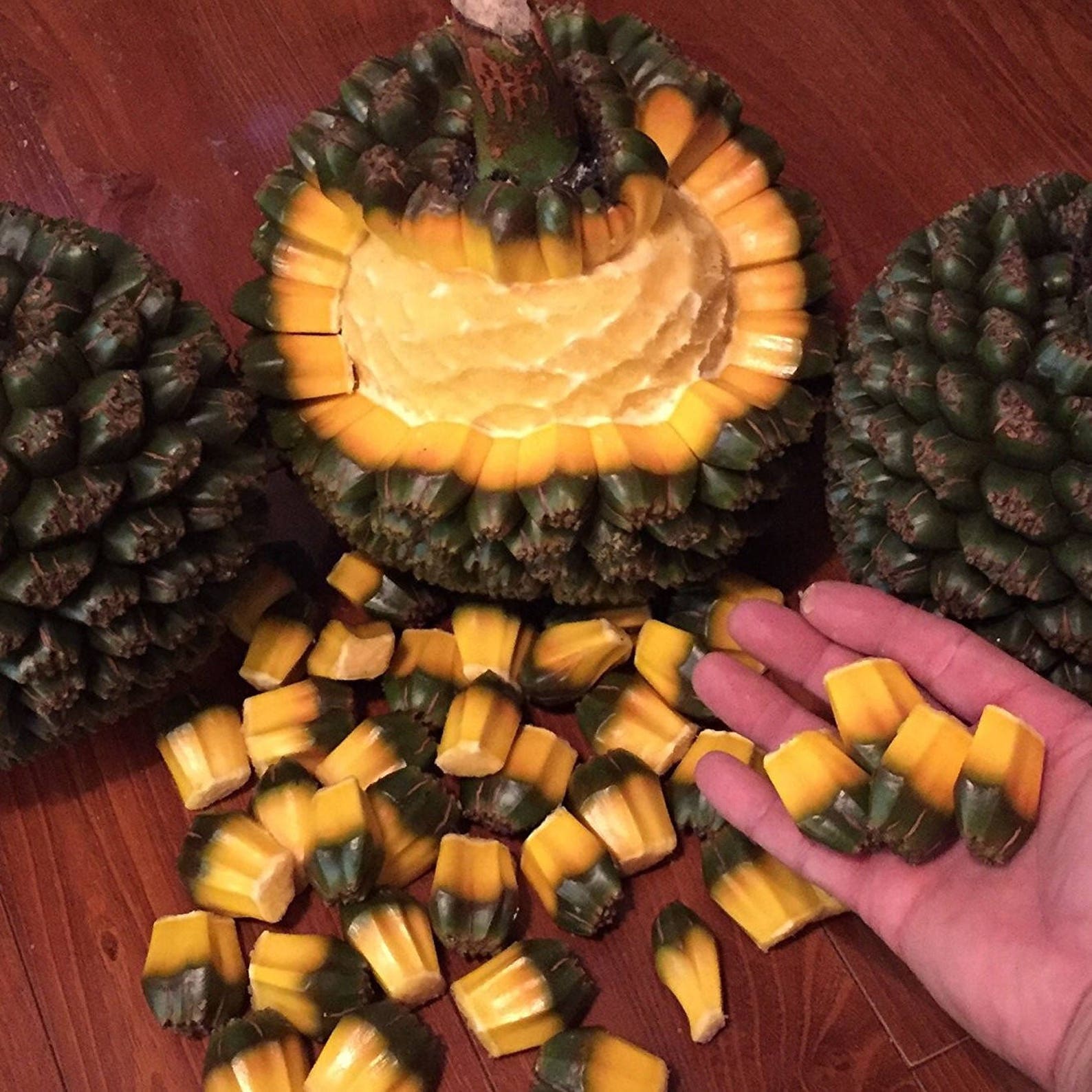 Pandanus Palm Seeds pandanus Utilis Packet of 5 Seeds Etsy