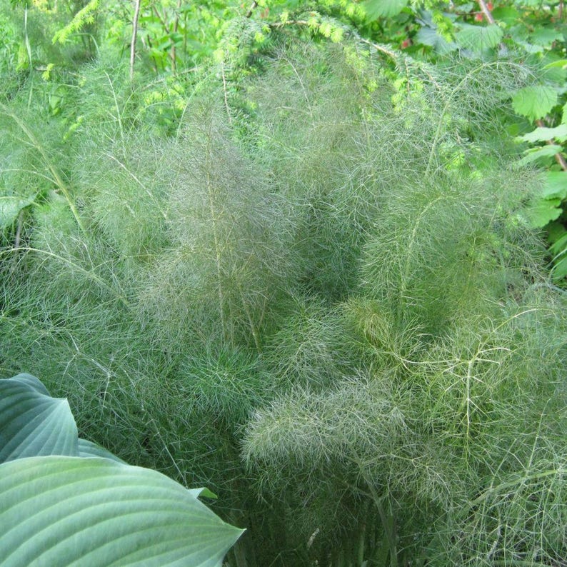 Palm Beach Seed Company Bronze Fennel Seeds - Thumbnail 3