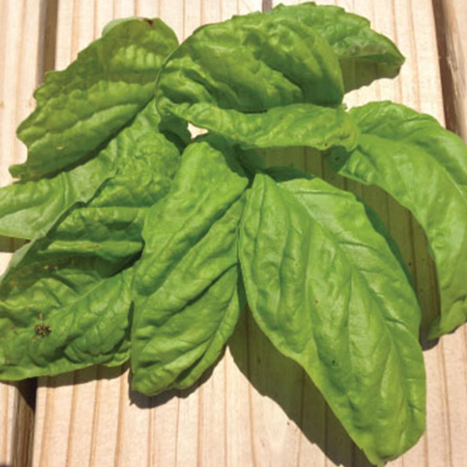 Lettuce Leaf Basil Seeds ocimum Basilicum 30 Seeds in Etsy