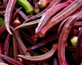 Piante Aromatiche Indiane Semi Di Basilico Santo Rosso - Krishna Tulsi, Ocimum Sanctum, Oltre 200 Semi Semi Krishna Tulsi Ocimum Sanctum - 5