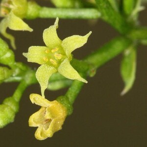 Madder Seeds (Rubia tinctorum) Packet of 10 Seeds - Palm Beach Seed Company
