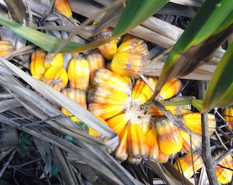 Pandanus Palm Seeds (Pandanus utilis) Packet of 5+ Seeds - Palm Beach Seed Company 