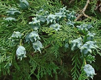Oriental Arborvitae Tree Seeds (thuja Orientalis) Packet of 5 Seeds - Palm  Beach Seed Company - Etsy