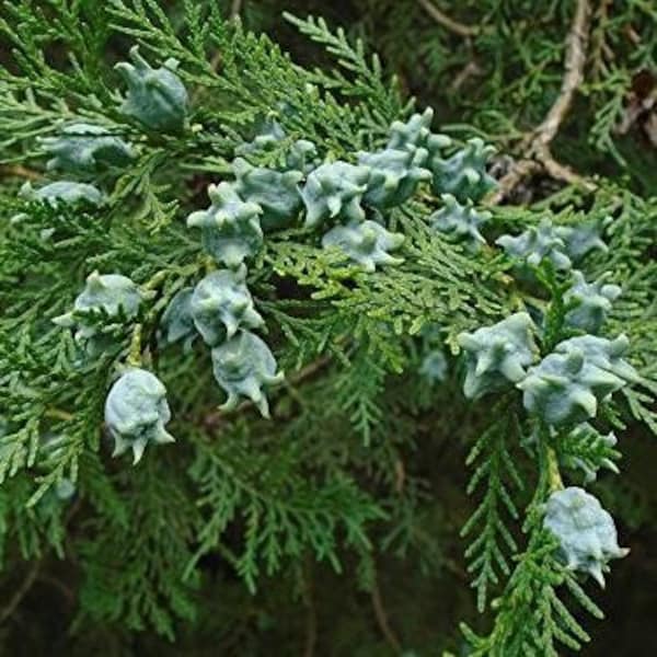 Oriental Arborvitae Tree Seeds (Thuja orientalis) Packet of 5 Seeds - Palm Beach Seed Company