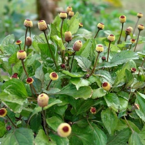 Toothache Plant Seeds &quot;Bulls Eye&quot; (Spilanthes acmella) 40+ Seeds in Frozen Seed Capsules™ for Seed Saving or Planting Now