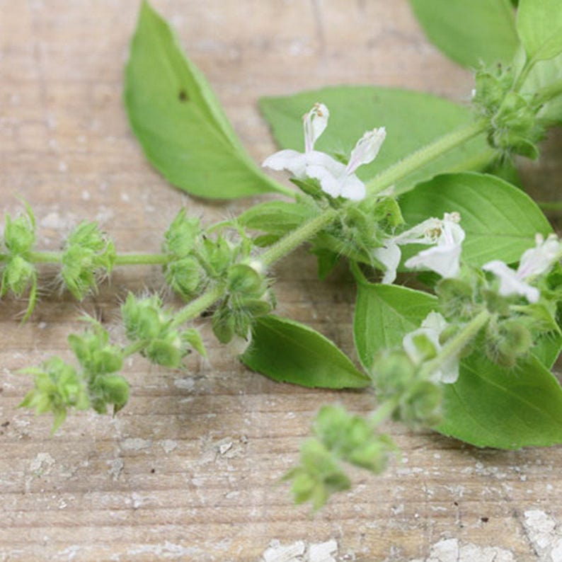 Lime Basil Seeds ocimum Americanum 50 Seeds in Frozen Seed Etsy