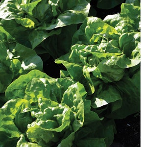 Adriana Lettuce Seeds (Lactuca Sativa) Packet of 20 Seeds - Palm Beach Seed Company