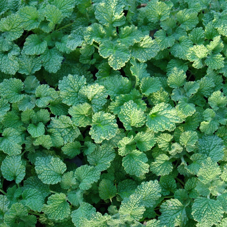 White Horehound Seeds Marrubium vulgare 100 Seeds in Frozen Seed Capsules™ for Seed Saving or Planting Now image 5