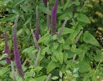 Caucasian Germander Seeds (Teucrium hyrcanicum) 20+ Seeds in Frozen Seed Capsules™ for Seed Saving or Planting Now