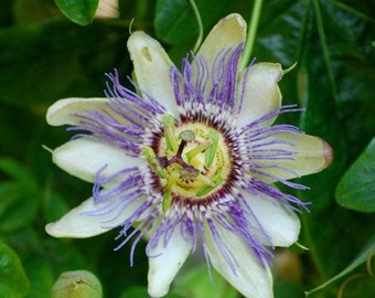 Blue Passionflower Seeds (Passiflora caerulea) Packet of 5 Seeds - Palm Beach Seed Company