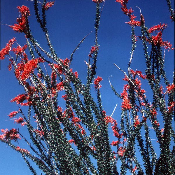 Ocotillo Seeds (Fouquieria splendens) Packet of 10 Seeds - Palm Beach Seed Company 