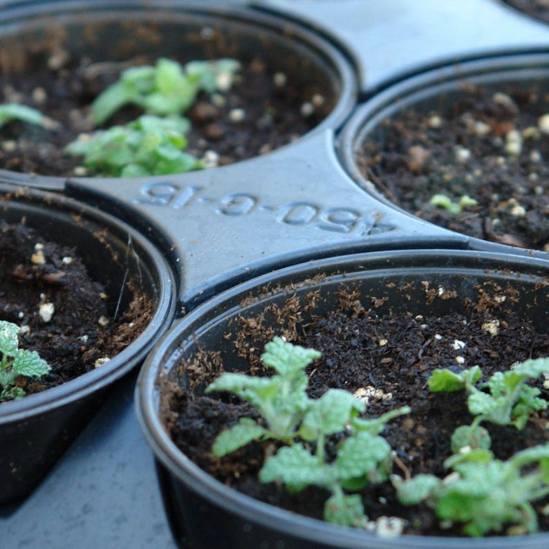 White Horehound Seeds Marrubium vulgare 100 Seeds in Frozen Seed Capsules™ for Seed Saving or Planting Now image 6