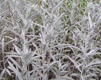 Prairie Wormwood Seeds (Artemisia ludoviciana) Packet of 10 Seeds - Palm Beach Seed Company