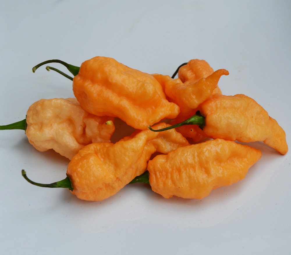 50 Seeds To Grow Scorpion Plants High Germination Rate Scorpion Pepper Seeds 50 Seeds To Grow Scorpion Plants High Germination Rate Scorpion Pepper Seeds