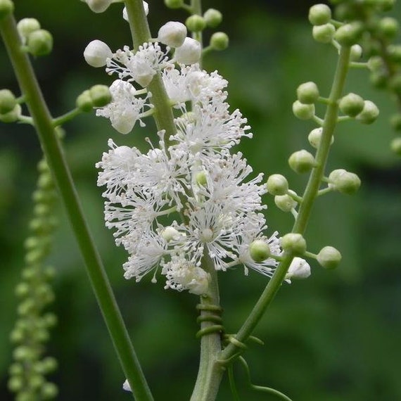 Black Cohosh Seeds cimicifuga Racemosa Packet of 10 Seeds - Etsy India