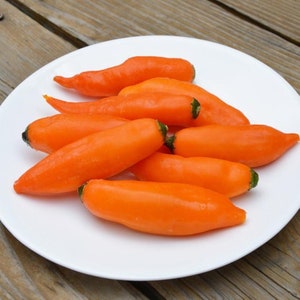 Aji Amarillo Chili Pepper Seeds 5+ Seeds in Frozen Seed Capsules™ for Seed Saving or Planting Now