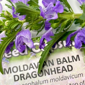 Moldavian Balm, Dragonhead Seeds Dracocephalum moldavica 50 Seeds in Frozen Seed Capsules™ for Seed Saving or Planting Now image 9