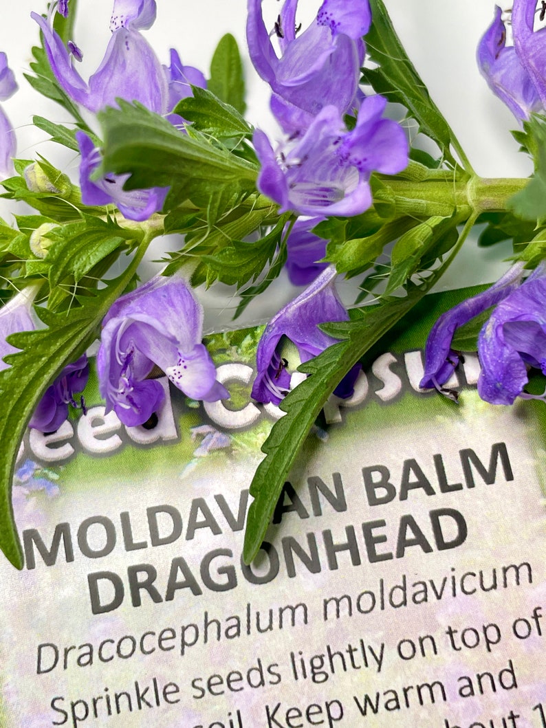 Moldavian Balm, Dragonhead Seeds Dracocephalum moldavica 50 Seeds in Frozen Seed Capsules™ for Seed Saving or Planting Now image 9