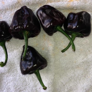 May include: A collection of dark purple bell peppers with green stems. The peppers are arranged on a white, textured surface. The peppers have a glossy appearance.