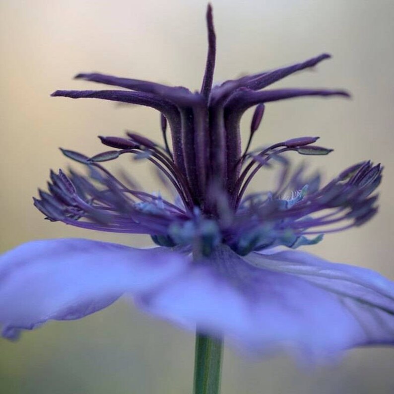 Spanish Nigella Seeds Nigella hispanica 'Delft Blue' Packet of 20 Seeds Palm Beach Seed Company image 2