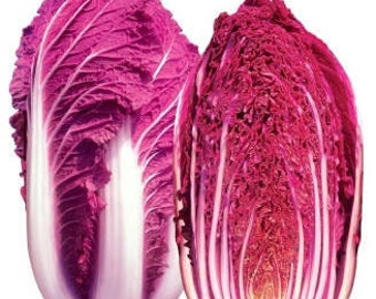 Red Dragon Chinese Cabbage Seeds (Brassica rapa var. pekinensis) Packet of 20 Seeds - Palm Beach Seed Company