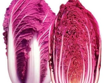 Red Dragon Chinese Cabbage Seeds (Brassica rapa var. pekinensis) Packet of 20 Seeds - Palm Beach Seed Company