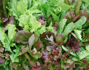 European Mesclun Mix Salad Blend Seeds - Packet of 100 Seeds - Palm Beach Seed Company