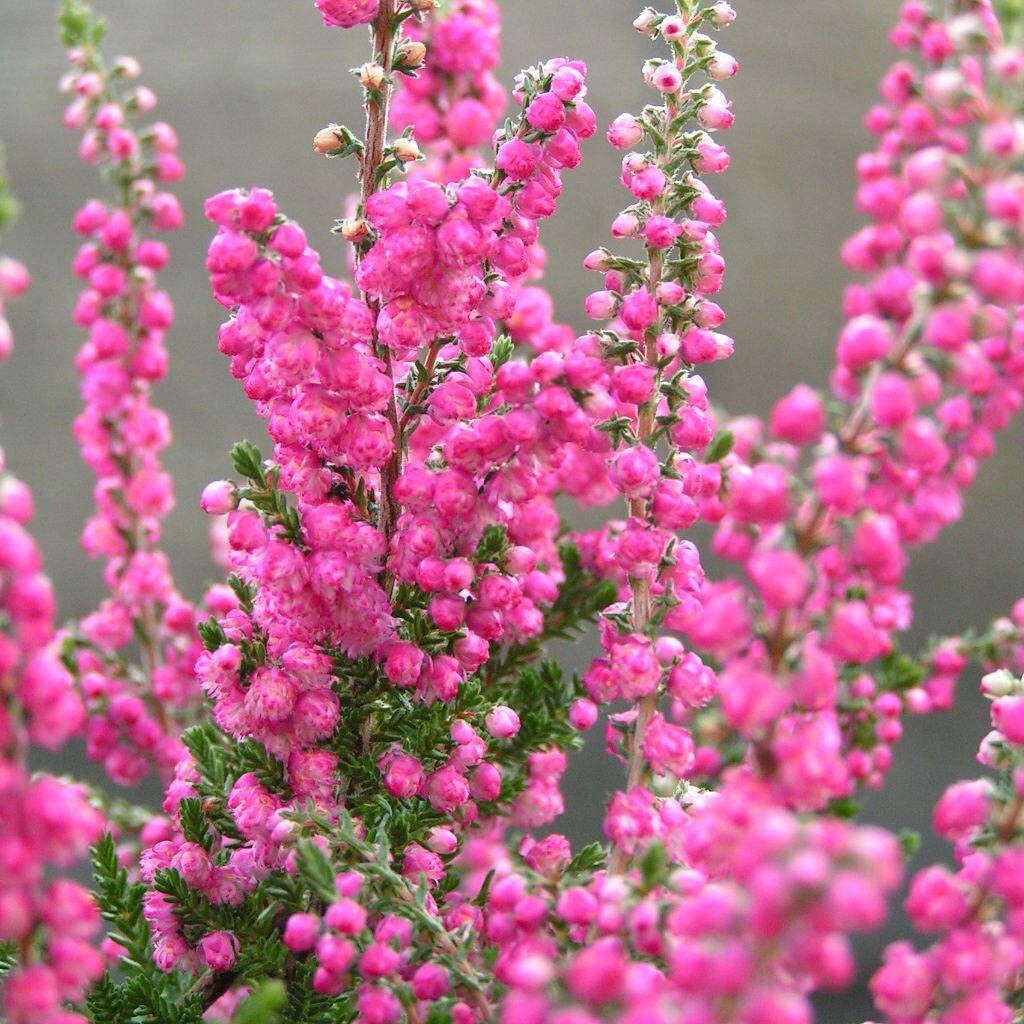 Bunch of heather flower (calluna vulgaris, erica, ling) on shabby