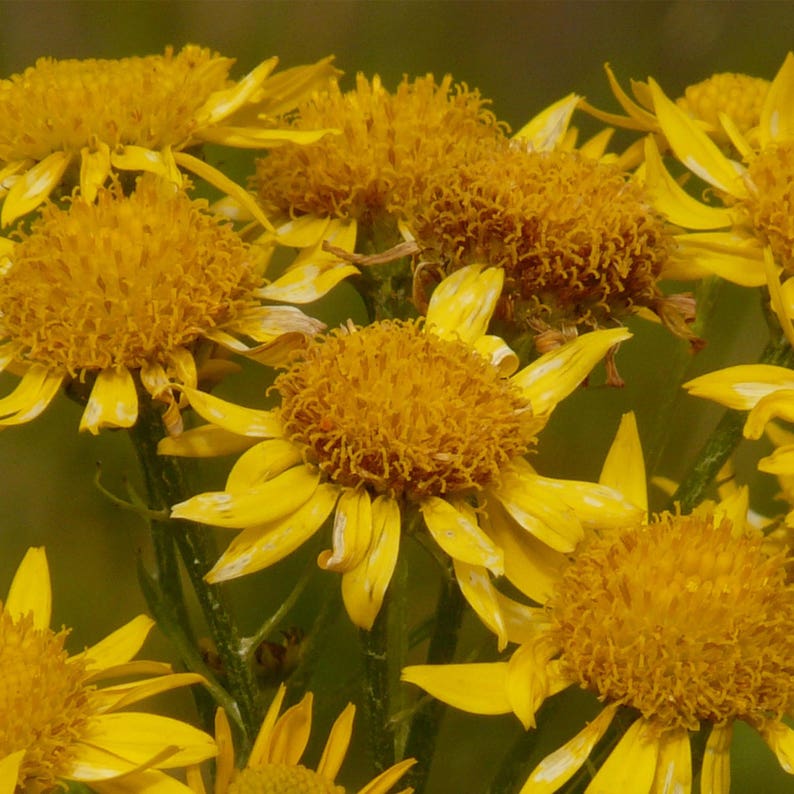 Seeds in Frozen Seed Capsules\u2122 for Seed Saving or Planting Now 20 Arnica montana European Arnica Seeds