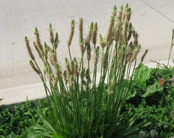 Buckhorn Plantain Seeds (Plantago coronopus 'Minutina') 50+ Seeds in Frozen Seed Capsules™ for Seed Saving or Planting Now