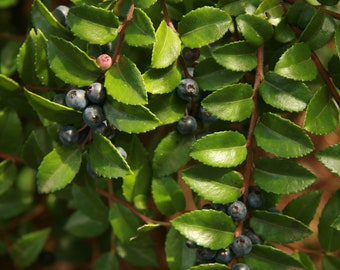 Evergreen Huckleberry Seeds (Vaccinium ovatum) Packet of 20 Seeds- Palm Beach Seed Company