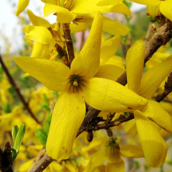 Forsythia Seeds Forsythia Suspensa Packet Of Seeds Etsy
