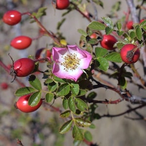 Sweet Briar Rose Seeds (Rosa rubiginosa) Packet of 20 Seeds - Palm Beach Seed Company