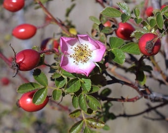 Sweet Briar Rose Seeds (Rosa rubiginosa) Packet of 20 Seeds - Palm Beach Seed Company