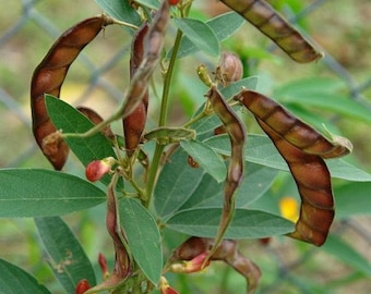 Pigeon Pea Seeds (Cajanus cajan) Packet of 20 Seeds - Palm Beach Seed Company