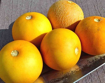 Mango Melon; Vine Peach Seeds - Packet of  10 Seeds - Palm Beach Seed Company 