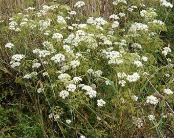 Burnet Saxifrage Seeds (Pimpinella saxifraga) Packet of 100 Seeds - Palm Beach Seed Company