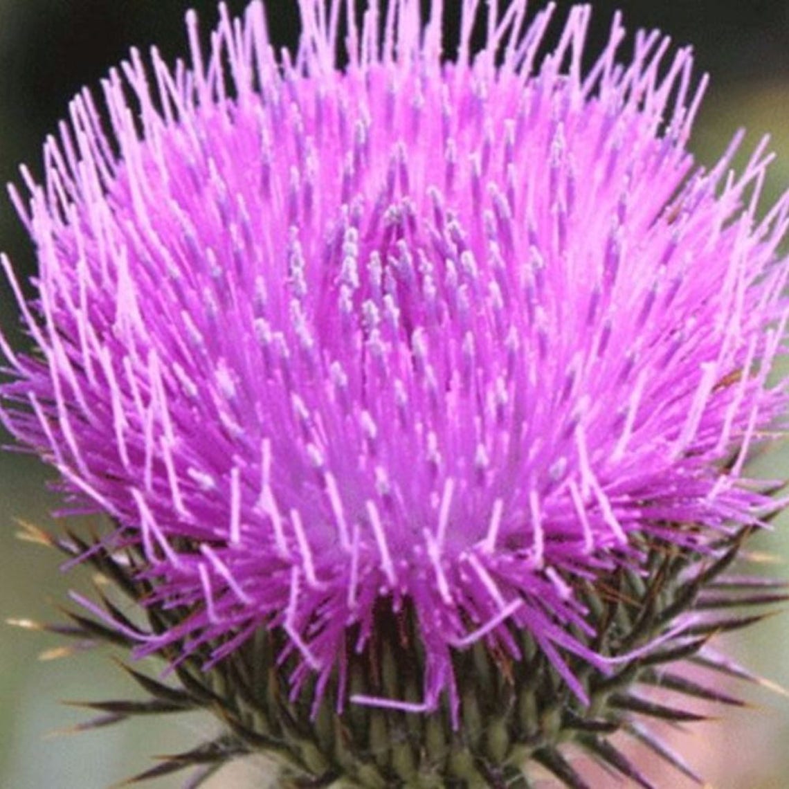 Scotch Thistle Seeds onopordon Acanthium Packet of 50 Seeds Etsy