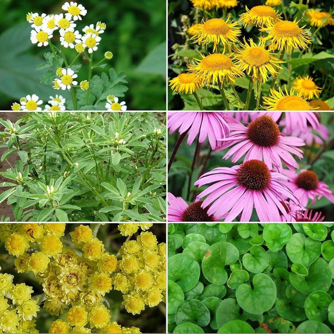 Medicinal Herb Garden Seed Collection 4 6 Pack Variety of Seeds for