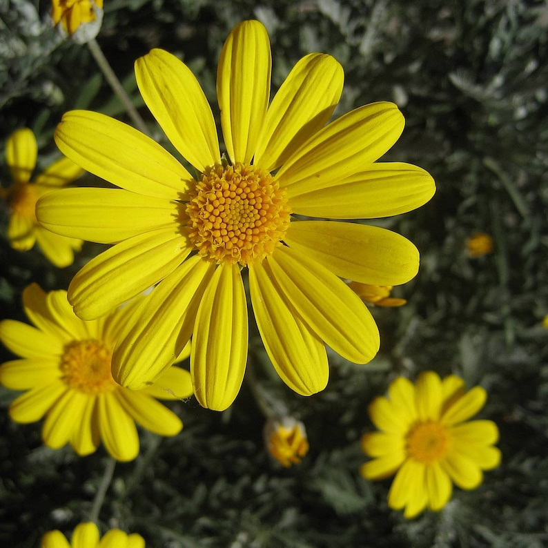 Seeds in Frozen Seed Capsules\u2122 for Seed Saving or Planting Now 20 Arnica montana European Arnica Seeds