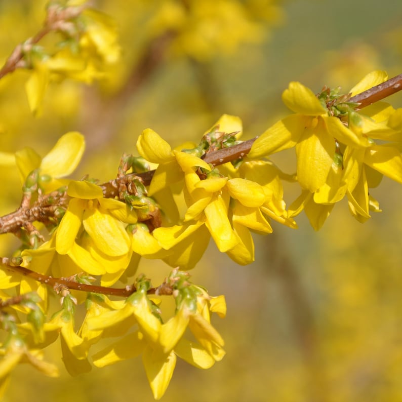 Forsythia suspensa