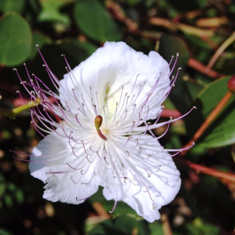 Caper Bush Seeds Capparis spinosa inermis 15 Seeds in Frozen Seed Capsules™ for Seed Saving or Planting Now image 5