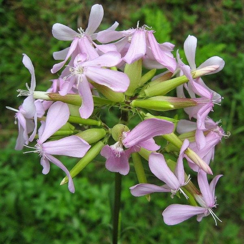 Soapwort Seeds Saponaria officinalis Packet of 30 Seeds Palm Beach Seed Company image 1
