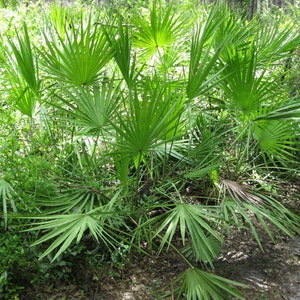 Saw Palmetto Seeds (Serenoa repens) Packet of 10 Seeds - Palm Beach Seed Company