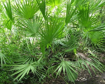 Saw Palmetto Seeds (Serenoa repens) Packet of 10 Seeds - Palm Beach Seed Company