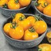 see more listings in the Heirloom Vegetable Seeds section