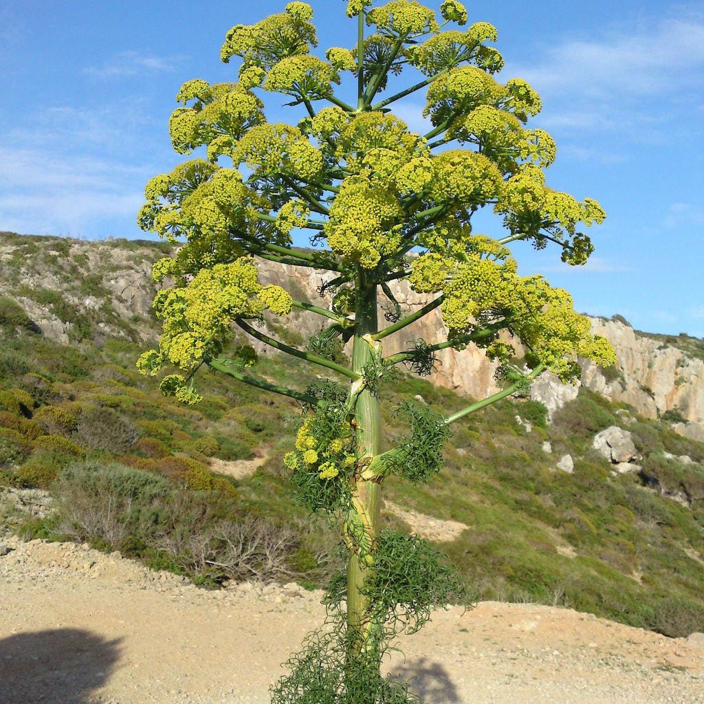 Hinojo Gigante En Flor Ferula Communis Una Umbelífera Crece Bien En Suelos Calcáreos Y Está Muy Hinojo Gigante En Flor Ferula Communis Una Umbelífera Crece Bien En Suelos Calcáreos Y Está Muy
