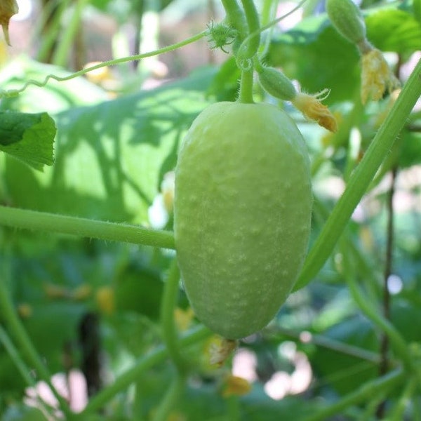 Dragon's Egg Cucumber Seeds - Packet of 5 Seeds - Palm Beach Seed Company