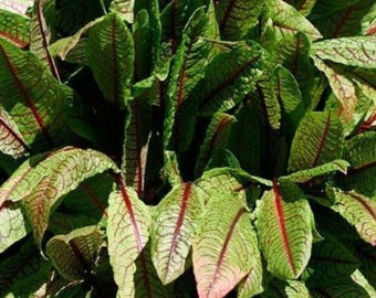 Bloody Dock Seeds (Rumex sanguineus) Packet of 40 Seeds - Palm Beach Seed Company